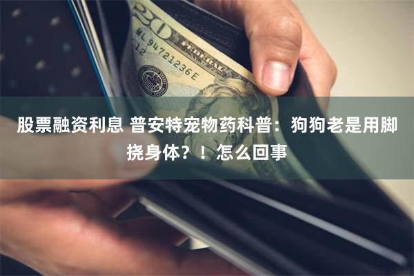 股票融资利息 普安特宠物药科普：狗狗老是用脚挠身体？！怎么回事